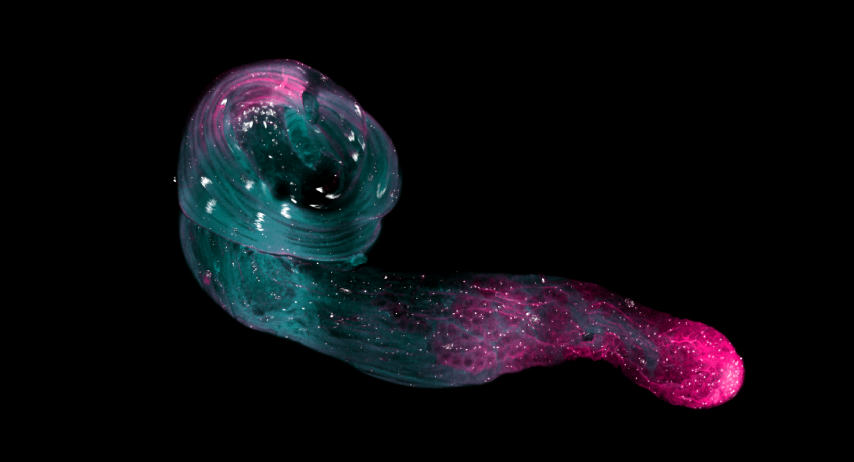 Drosophila testes