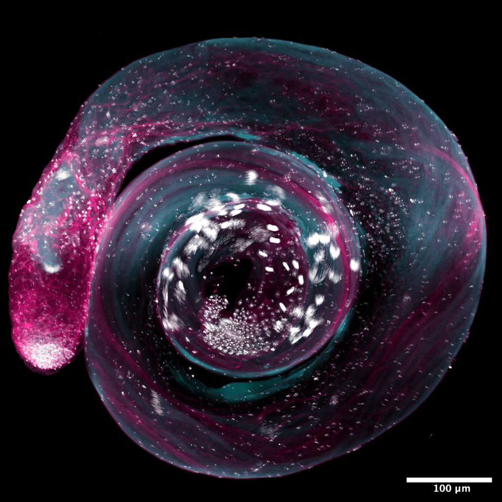 Drosophila testes 2