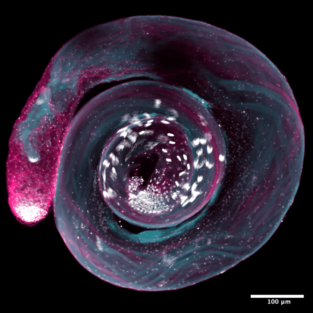 Drosophila testes