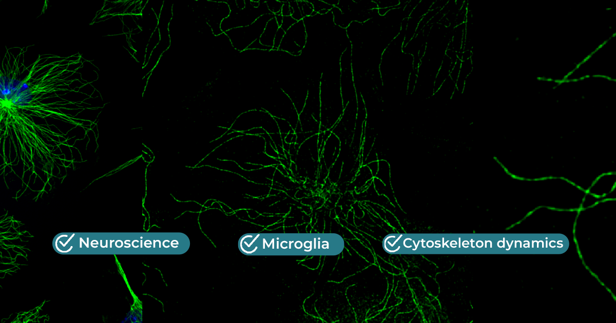 Microtubule Banner